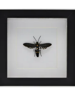 Megascolia Procer (wesp) in luxe 3D lijst 17 x 17cm