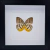Melanocyma Faunula luxe 3D lijst 17 x 17cm