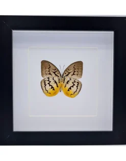 Melanocyma Faunula luxe 3D lijst 17 x 17cm