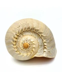 Melo Diadema schelp