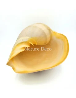 Melo Diadema schelp