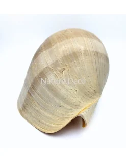 Melo Diadema schelp