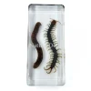 Miljoenpoot en duizendpoot in hars 13,5 x 6 x 2 cm