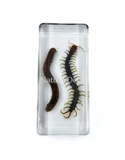 Miljoenpoot en duizendpoot in hars 13,5 x 6 x 2 cm