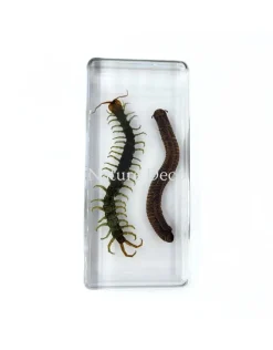 Miljoenpoot en duizendpoot in hars 13,5 x 6 x 2 cm