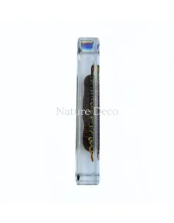 Miljoenpoot en duizendpoot in hars 13,5 x 6 x 2 cm