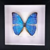 Morpho Adonis in luxe 3D lijst 17 x 17cm