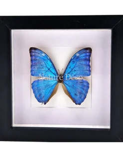 Morpho Adonis in luxe 3D lijst 17 x 17cm