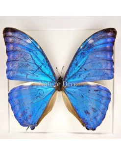 Morpho Adonis in luxe 3D lijst 17 x 17cm