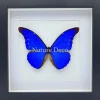 Morpho Casica in luxe 3D lijst 22 x 22 cm
