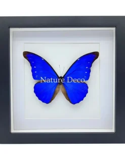 Morpho Casica in luxe 3D lijst 22 x 22 cm