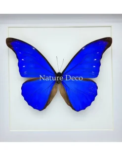 Morpho Casica in luxe 3D lijst 22 x 22 cm