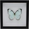 Morpho Catenarius in luxe 3D lijst 22 x 22cm