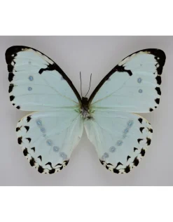Morpho Catenarius in luxe 3D lijst 22 x 22cm