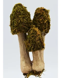 Mos paddenstoelen trio op een stokje