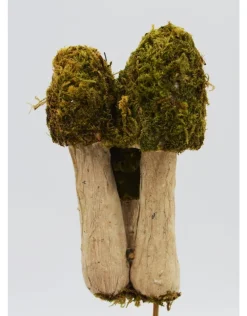 Mos paddenstoelen trio op een stokje