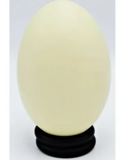 Nandoe ei
