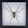 Nephilia Maculata (wielwebspin) in luxe 3D lijst 22 x 22cm
