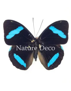 Nessaea Hewitsonii bovenkant in luxe 3D lijst 17 x 17 cm