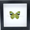 Nessaea Hewitsonii onderkant in luxe 3D lijst 17 x 17 cm