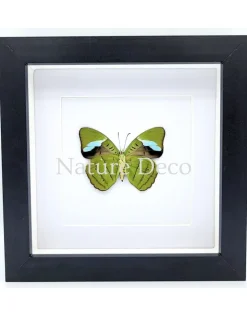 Nessaea Hewitsonii onderkant in luxe 3D lijst 17 x 17 cm
