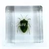 Nezara Viridula Linnaeus (wants) in hars 3,5 x 3.5 x 1,5 cm