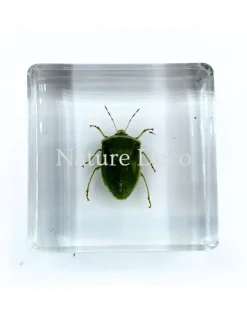 Nezara Viridula Linnaeus (wants) in hars 3,5 x 3.5 x 1,5 cm