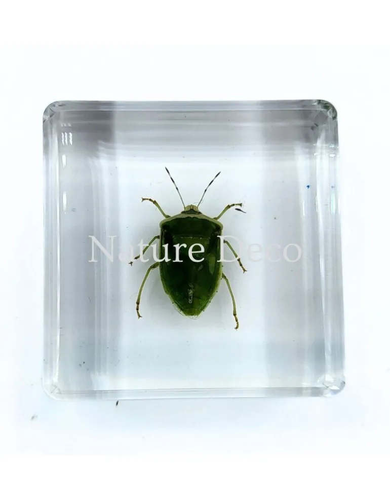 Nezara Viridula Linnaeus (wants) in hars 3,5 x 3.5 x 1,5 cm