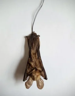 Nycteris Javanica (vleermuis) hangend