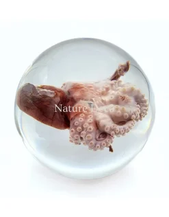 Octopus in hars "bol"