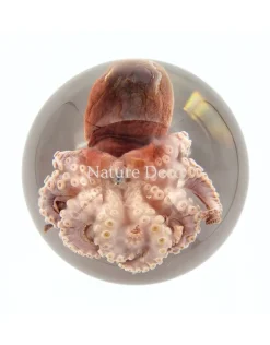 Octopus in hars "bol"