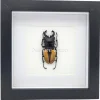 Odontolabis Ludekingi (vliegend hert) in luxe 3D lijst 17 x 17 cm