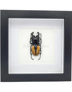 Odontolabis Ludekingi (vliegend hert) in luxe 3D lijst 17 x 17 cm