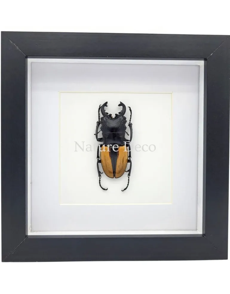 Odontolabis Ludekingi (vliegend hert) in luxe 3D lijst 17 x 17 cm
