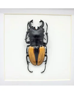 Odontolabis Ludekingi (vliegend hert) in luxe 3D lijst 17 x 17 cm