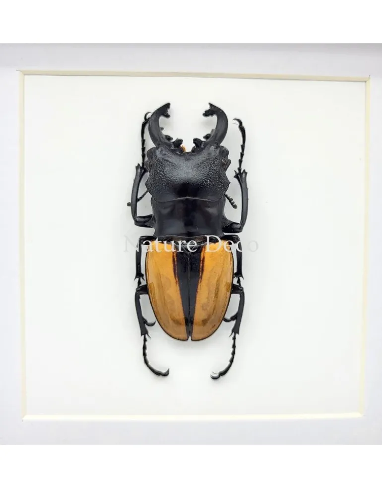 Odontolabis Ludekingi (vliegend hert) in luxe 3D lijst 17 x 17 cm