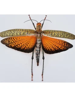 Ongeprepareerd Tropidacris Dus (sprinkhaan)
