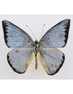Ongeprepareerde Appias Celestina (vrouw)