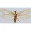 (On)geprepareerde Coridalinae sp