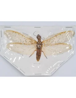 (On)geprepareerde Coridalinae sp