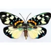 Ongeprepareerde Erasmia Pulchella