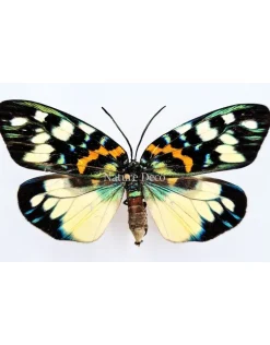 Ongeprepareerde Erasmia Pulchella