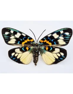 Ongeprepareerde Erasmia Pulchella