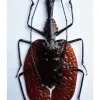 (On)geprepareerde Mormolyce Phyllodes