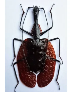 (On)geprepareerde Mormolyce Phyllodes