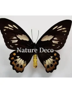 Ongeprepareerde Ornithoptera Priamus Poseidon (vrouw)