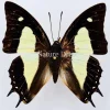 Ongeprepareerde Polyura Athamas