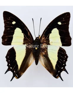 Ongeprepareerde Polyura Athamas