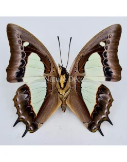 Ongeprepareerde Polyura Athamas