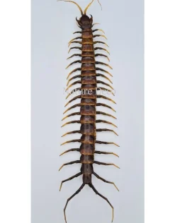 (On)geprepareerde Scolopendridae Sulawesi